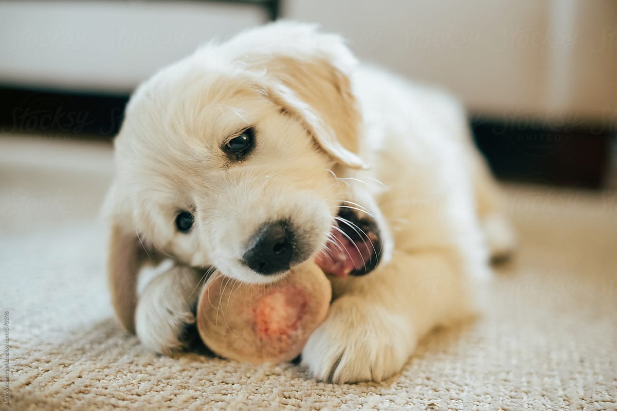 Training your puppy: How to stop your Golden retriever’s destructive chewing