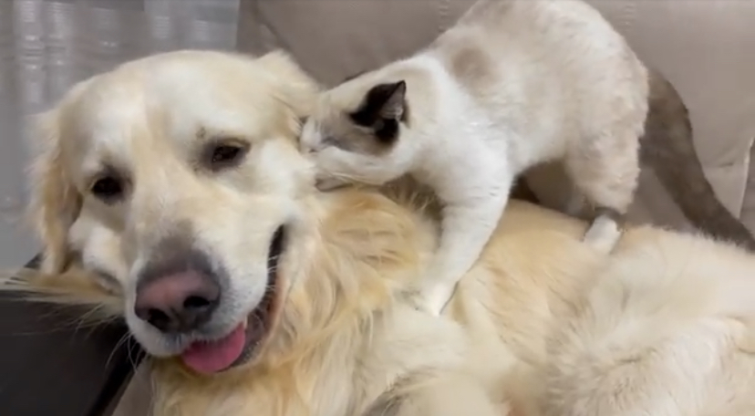Try Not To Laugh: Golden Retriever Got Attacked By Kitten