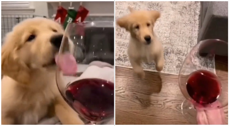 Golden Retriever Puppy Desperately Wants Some Wine From His Owner