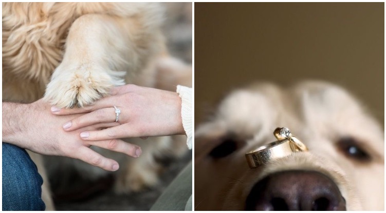 How To Include Your Golden Retriever At Your Wedding