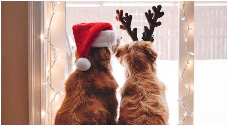 ‘Tis The Season: These Golden Retrievers Can’t Wait For Christmas