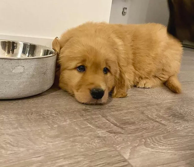 10 Cute Golden Retriever Puppies - Golden Retriever Club