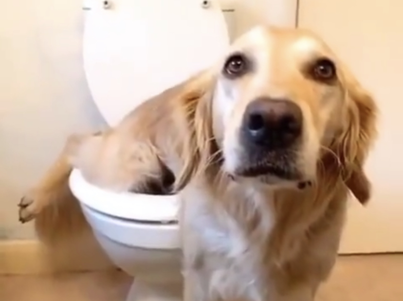 Well Behaved Golden Retriever Learned How To Use The Toilet