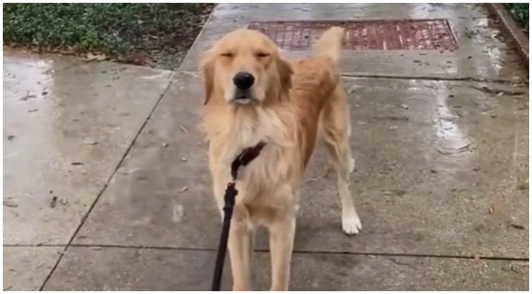 This Golden Retriever’s Reaction At Owner For Taking Him On A Walk In The Rain Will Crack You Up