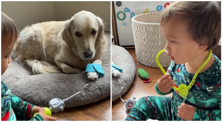 Dr. Baby Is Making Sure His Golden Retriever Sister Is Doing Alright