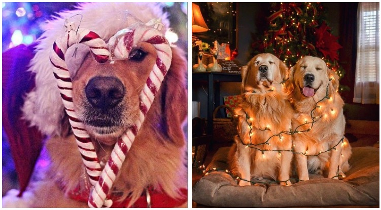 Here Are Ten Golden Retrievers To Bring You Into The Christmas Spirit