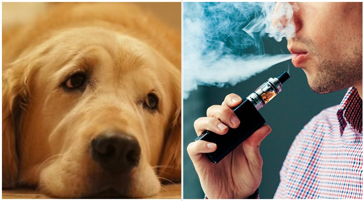 Is It Safe To Vape Around Your Golden Retriever?