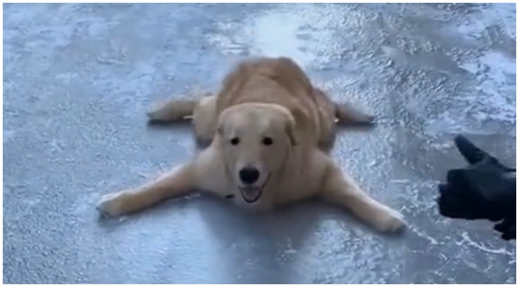 Have You Ever Seen A Golden Retriever Doing Breaststrokes? Here’s Your Chance