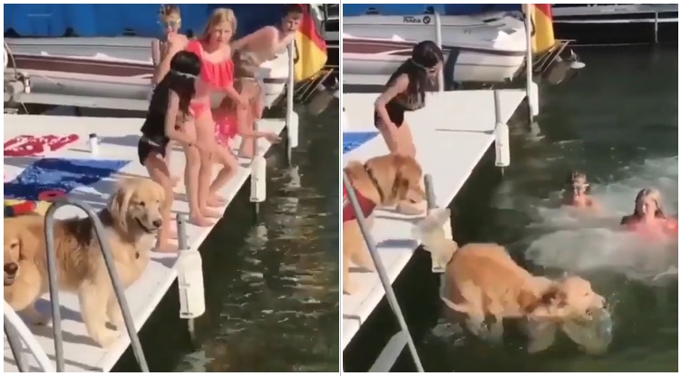 These Two Golden Retrievers Jumping Into The River With A Group Of Kids Bring Us Back To Summer