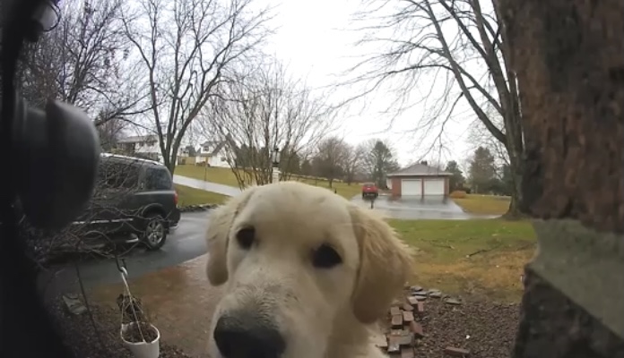 Golden Retriever Puppy Learned To Press On Her Owner’s Doorbell To Be Let Inside