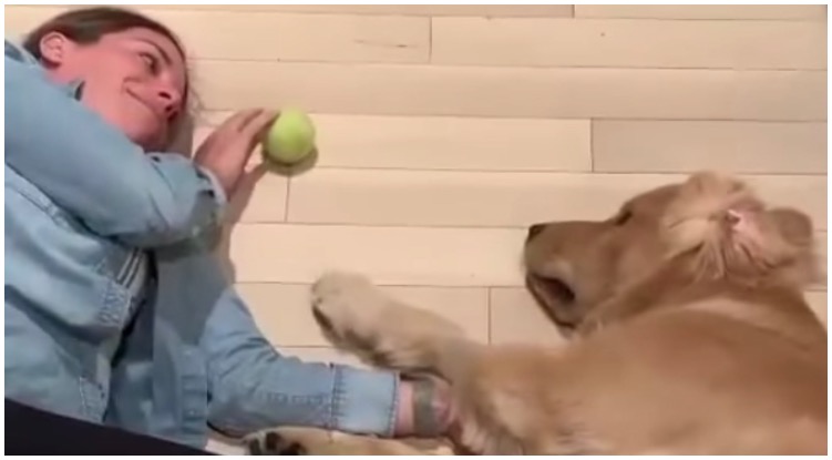 Feeling Lazy? Try Playing This Game With Your Golden Retriever