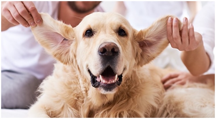 How To Clean Your Golden Retriever’s Ears?
