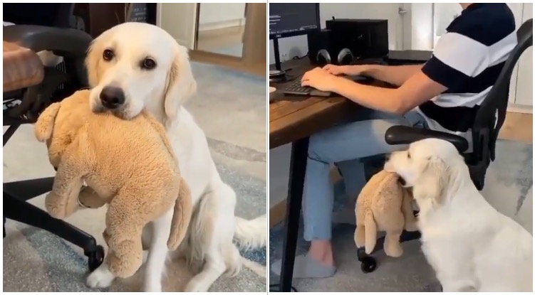 Golden Retriever Has Trouble Understanding Owners Actually Have To WORK From Home