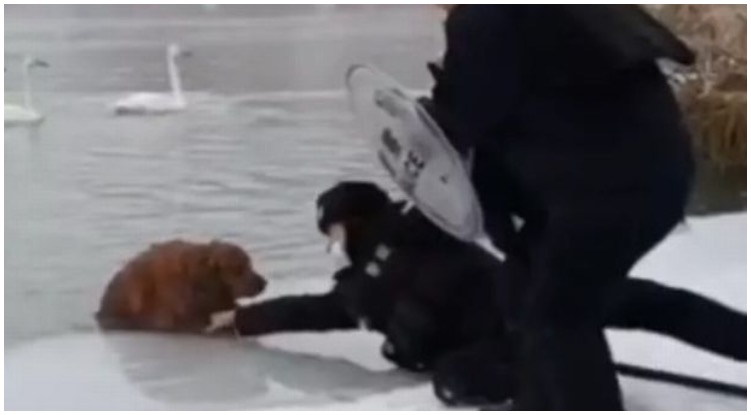 Golden Retriever Falls Into Freezing Lake And Cries For Help – Thankfully Police Saves Him