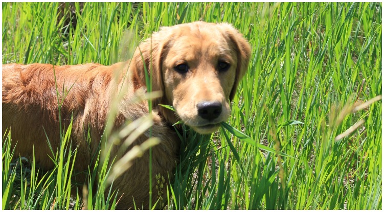 My Golden Retriever Continually Eats Grass. What Does That Mean?