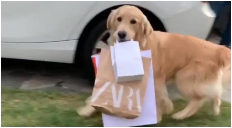 Incredibly Polite Golden Retriever Helped It’s Owner With Shopping Bags