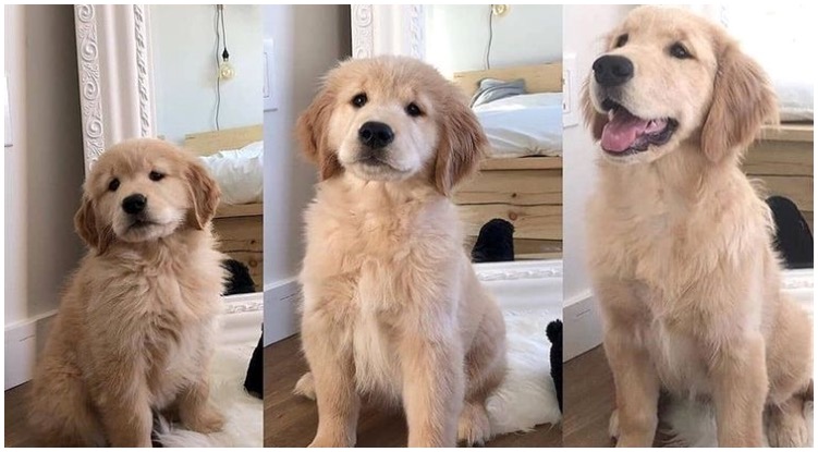 Nine Pictures Showing How Fast Our Goldens Grow Up