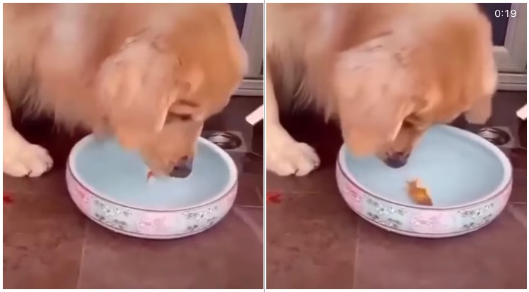 Adorable Golden Retriever Saved Two Gold Fish By Putting Them Back Into The Water