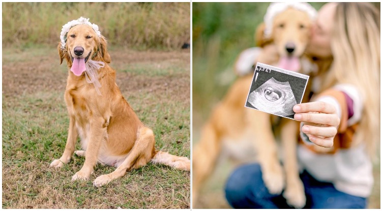 Woman Throws Maternity Photoshoot For Her Rescued Golden Retriever