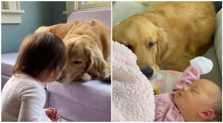 These Five Short Videos Prove That Golden Retrievers Are The Best Nannies