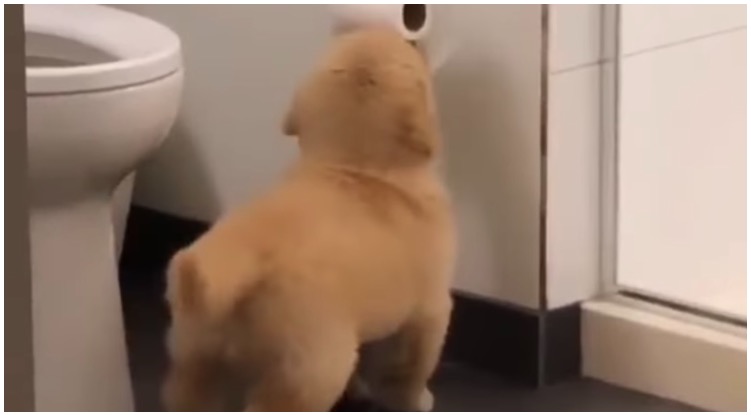 Watch This Adorable Golden Retriever Puppy Fight With A Roll Of Toilet Paper