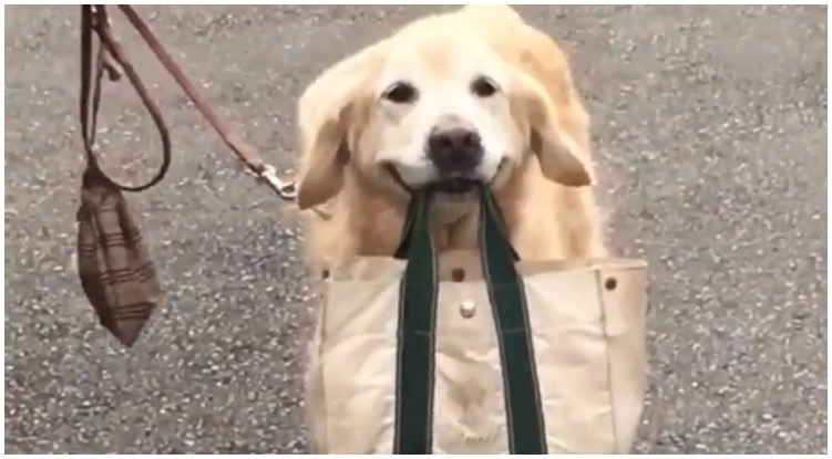 Handsome And Helpful! Golden Retriever Decided To Carry His Owner’s Shopping Bag All The Way Home