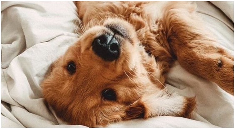 7 Moments Every Golden Retriever Owner Should Be Thankful For