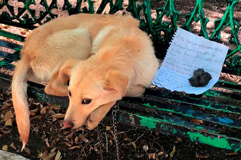 Golden Retriever Left On Bench With Tragic Note
