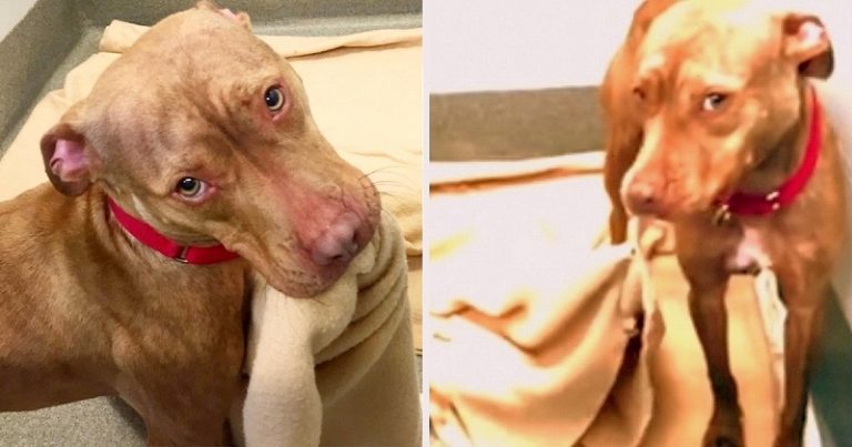 Shelter dog struggles to find a forever home, so he decided to show what a good boy he is by making his own!