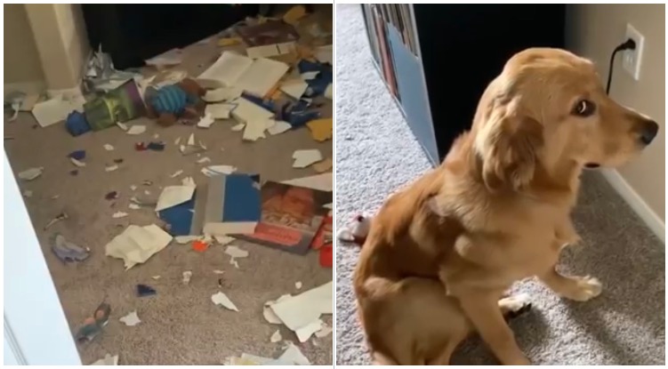 “The Cat Did It” Golden Retriever Got Caught After Making A Mess, His Reaction Is Priceless