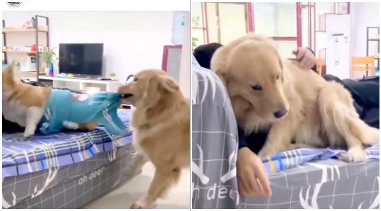 Jealous Golden Retriever Throws Sibling Out Of Owners Bed So He Can Lay Next To Him
