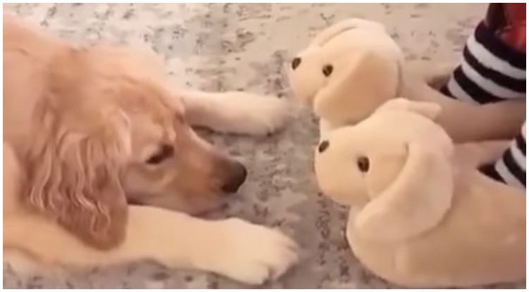 Golden Retriever Got Confused Over His Owner’s New Pair Of Slippers