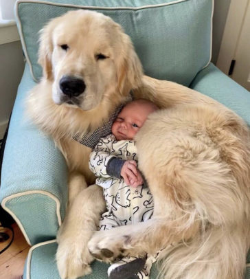 retriever