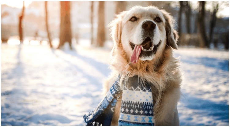 How Cold Is Too Cold For Your Golden Retriever