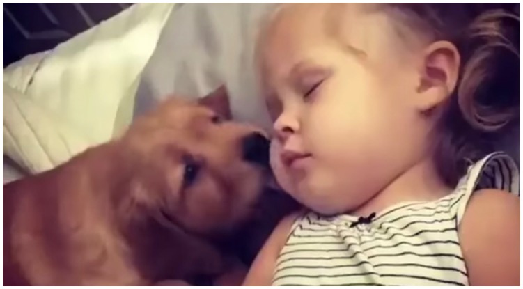 Gentle Golden Retriever Puppy Wakes Up Little Girl In The Sweetest Way Possible