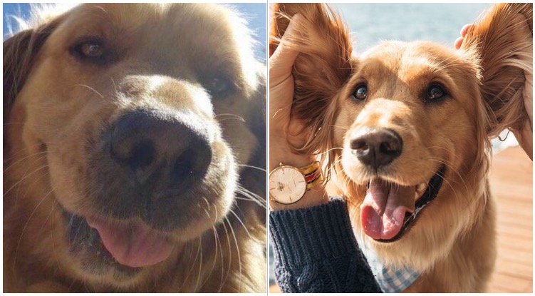 These Smiling Golden Retrievers Will Make A Ruff Day Better