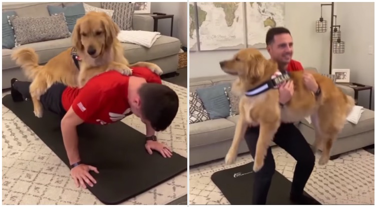 Man Showed Best Ways To Workout With Your Golden Retriever