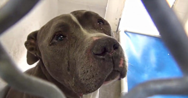 Heartbroken dog is inconsolable after his family decided he was an inconvenience and left him…