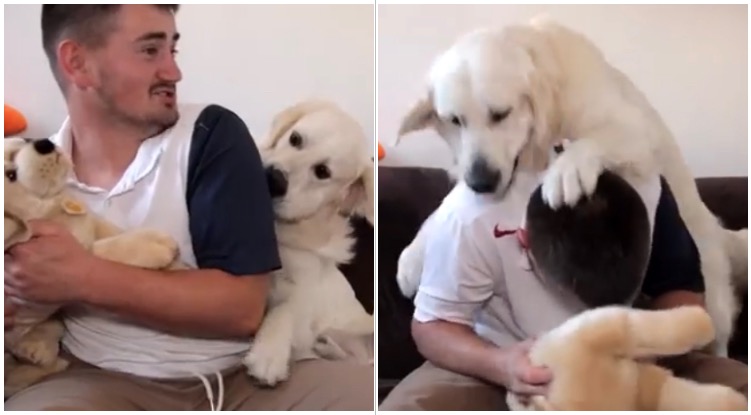 Dramatic Golden Retriever Made The BIGGEST Scene After His Owner Started Petting A Stuffed Toy
