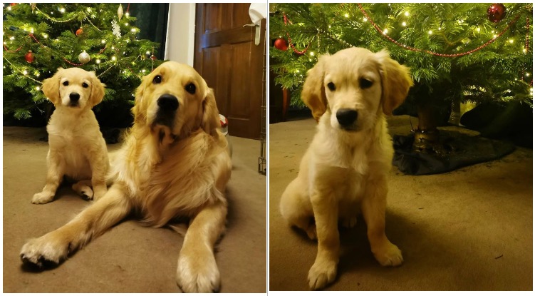 Golden Retriever Received A Puppy For Christmas, And It Was Love At First Sight