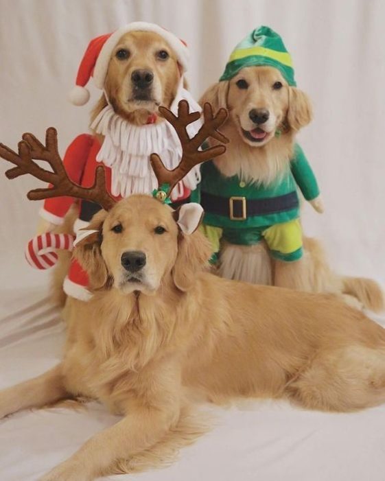 Here Are Ten Golden Retrievers To Bring You Into The Christmas Spirit
