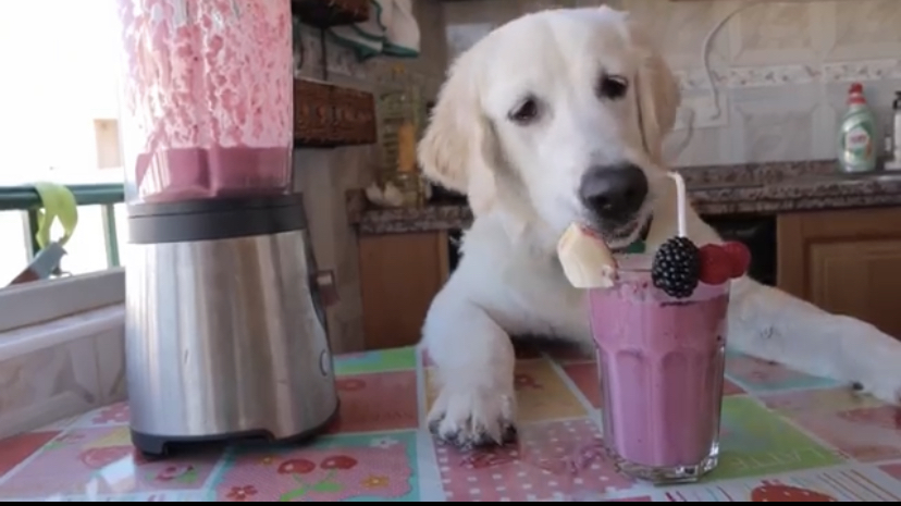 Learn To Make A Smoothie With Bailey, The Golden Retriever