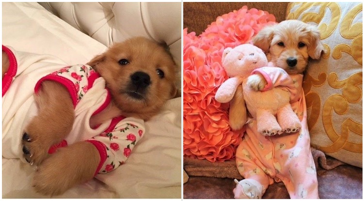 Here Are 13 Golden Retriever Puppies In Pajamas To Warm Up Your Heart On This Cold December Day