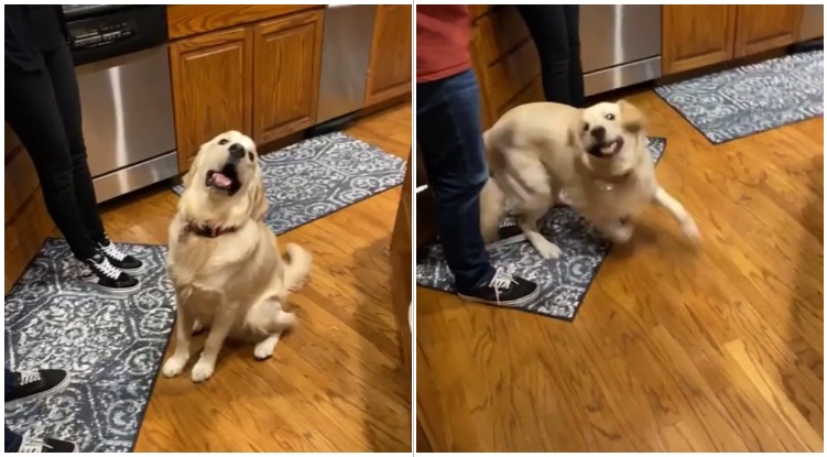 Golden Retriever Became Overly Excited After People Randomly Started Clapping For Him