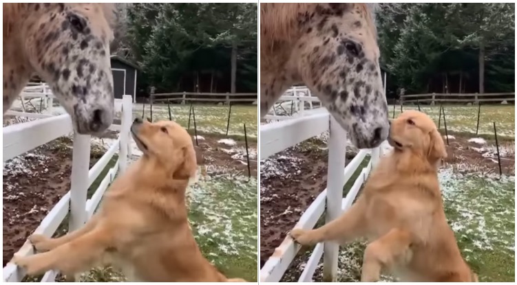 Watch This Golden Retriever Become BFFs With A Horse