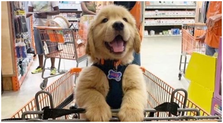 These Golden Retrievers Absolutely Love Shopping