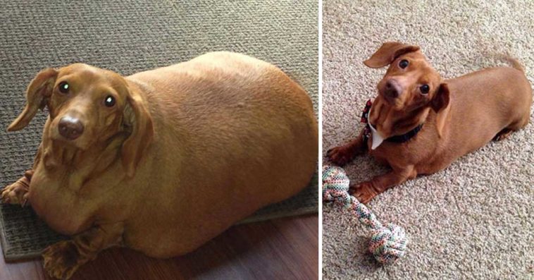 Five amazing photos of dogs that have lost a serious amount of weight!