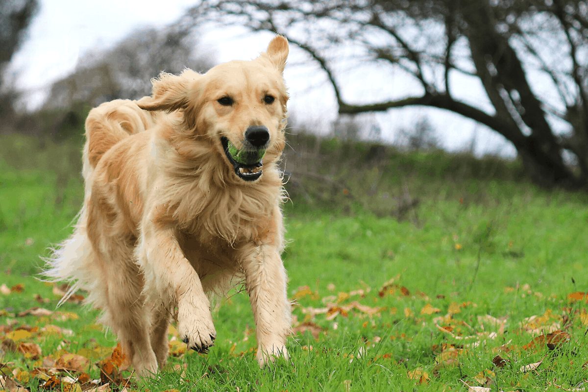 If You Want To Get A Golden Retriever You Need To Know This!