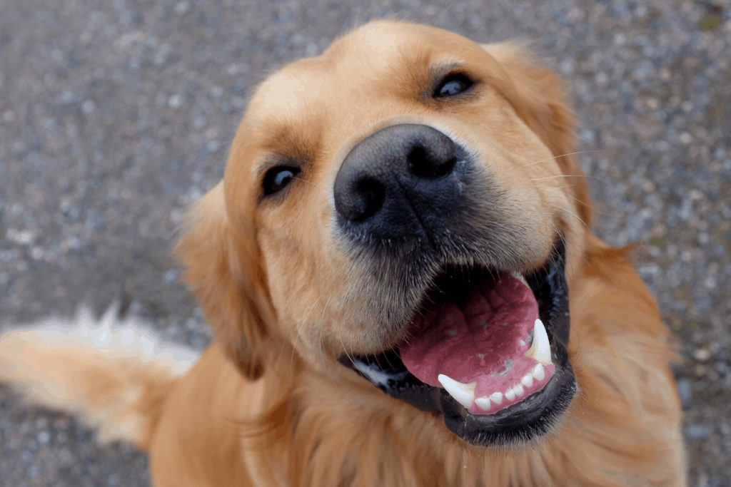 Golden retriever smiling from ear to ear