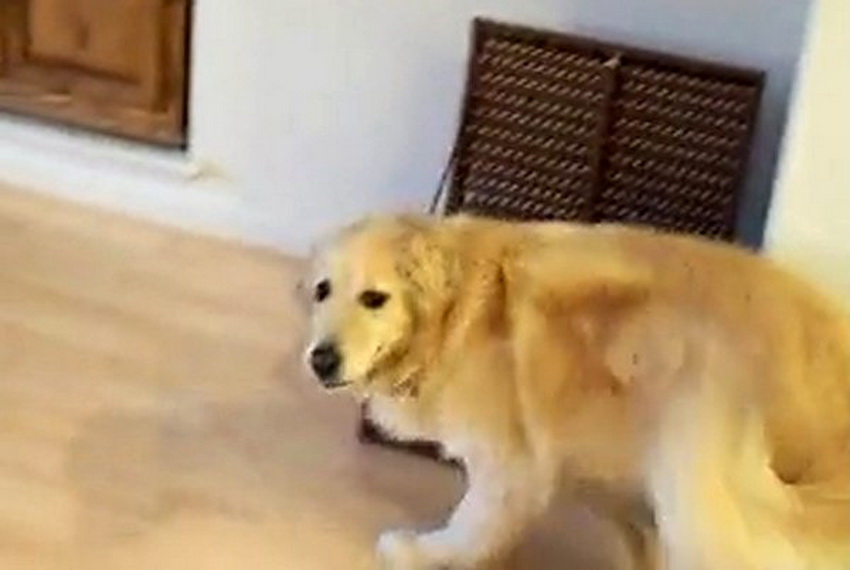 Have you ever seen a Golden retriever clean the house? It’s time you meet Grace!
